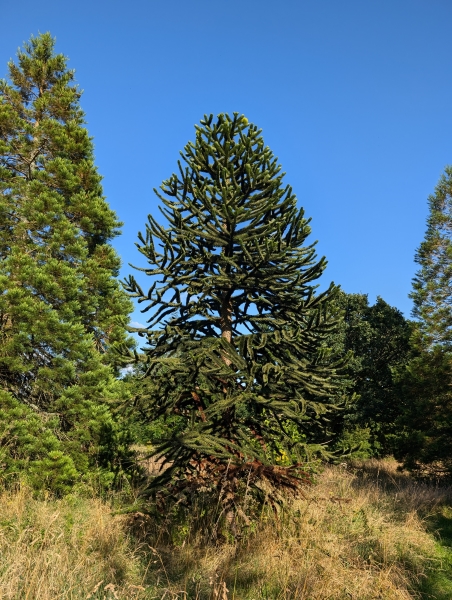 Annwyn Arboretum